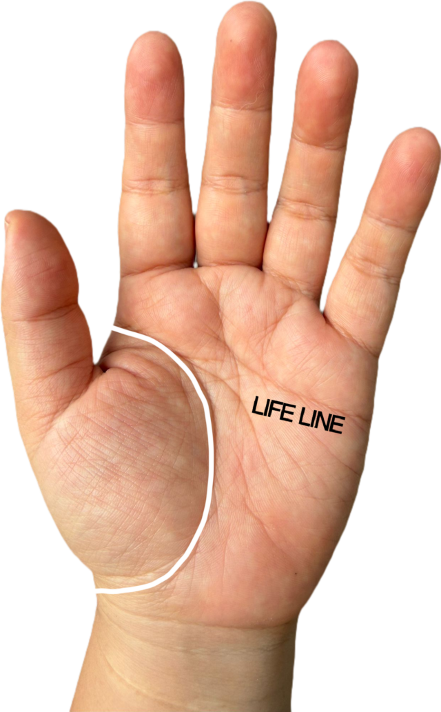 Life line traced on a palm, curving around the base of the thumb — life line location in palm reading