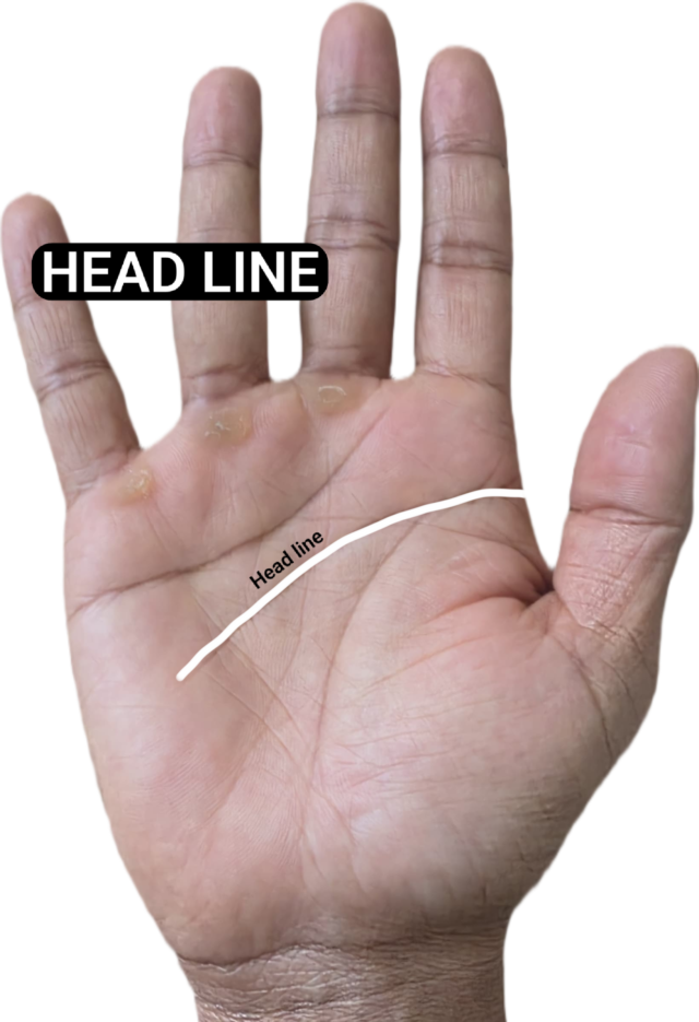 "Palmistry diagram with the head line highlighted, starting between the thumb and index finger and crossing the palm below the heart line"